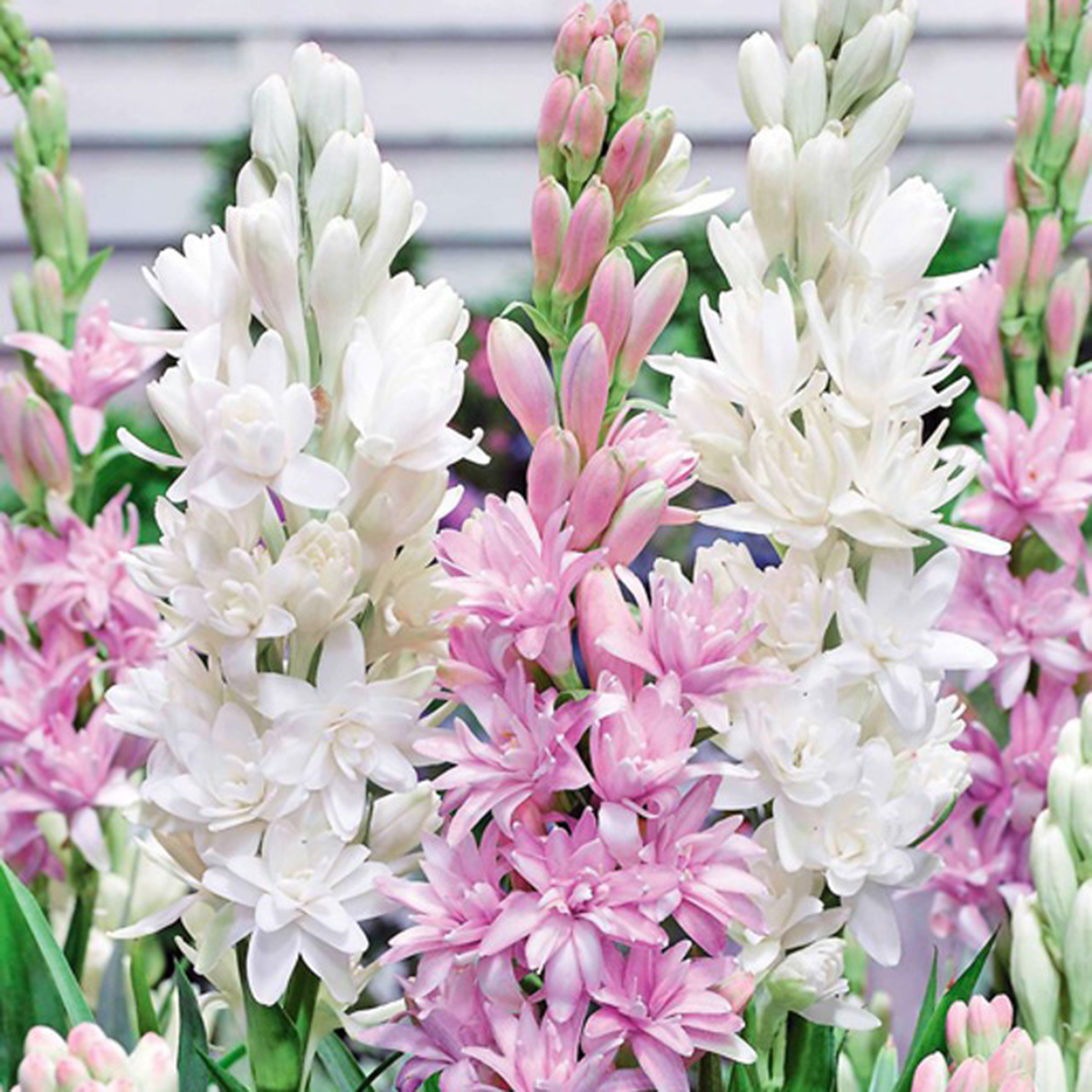 Masterclasses - Masterclass on Demand: Story of Tuberose