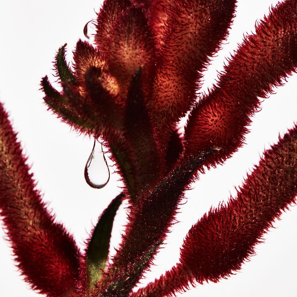 Leif - SKINS x LEIF Kangaroo Paw Hand Wash